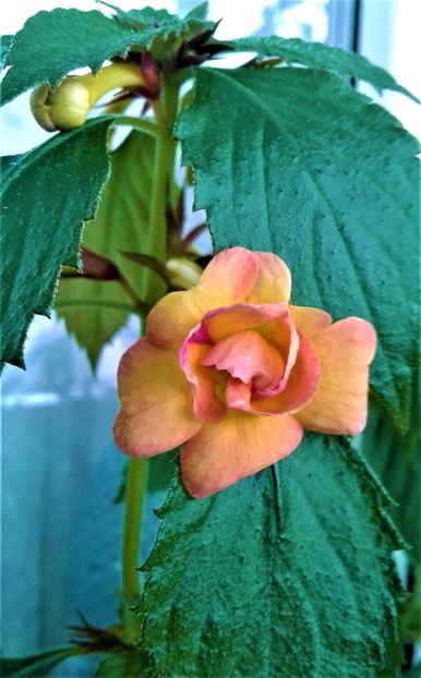  - 0000 ACHIMENES