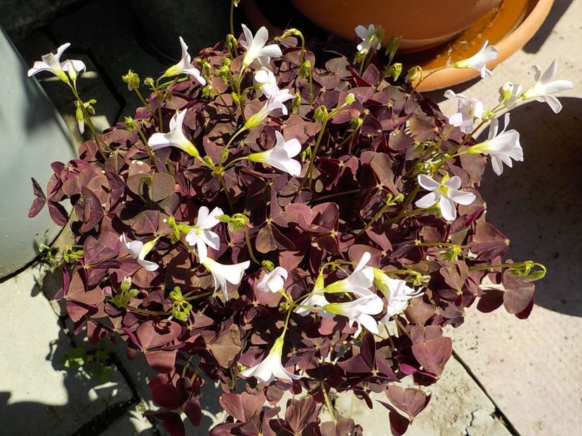  - oxalis triangularis