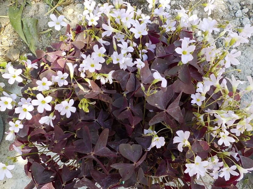  - oxalis triangularis