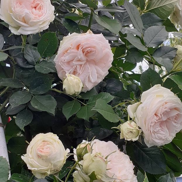  - Palais Royale 2021