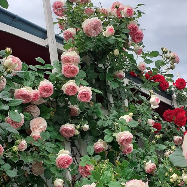 6 06 2021 , înainte de ploaie - Eden Rose 2021