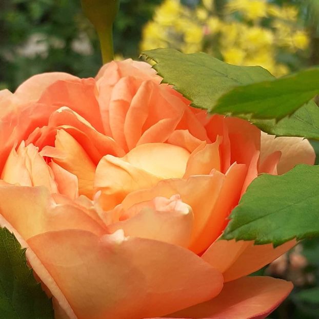  - Lady of Shallot 2021_ 2022