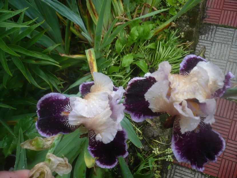 06.06.2021 - GRADINA 2021-2