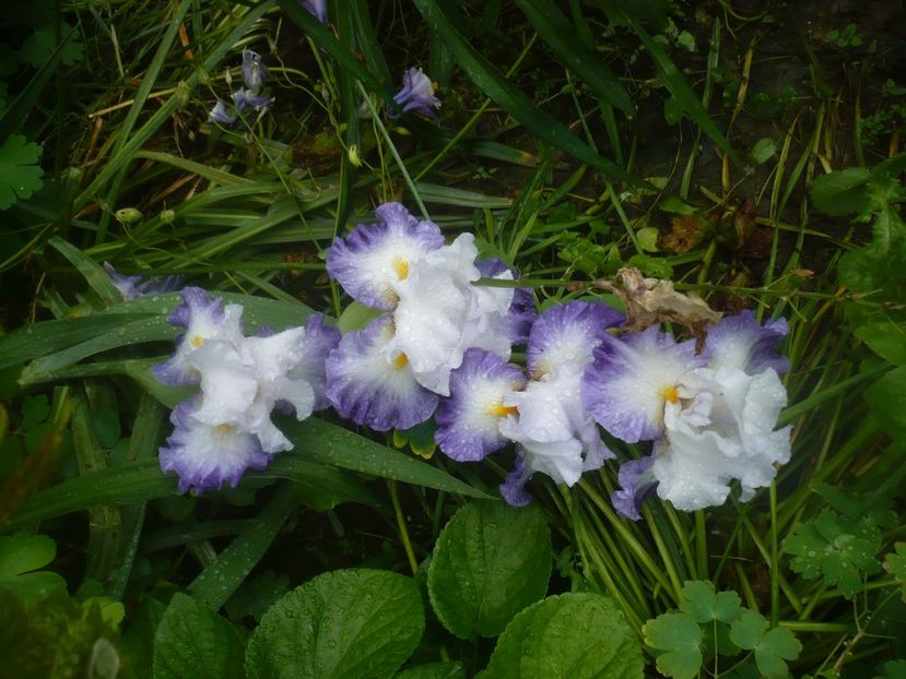 P1480483 - GRADINA 2021-2