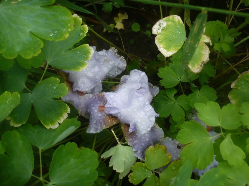 P1480484 - GRADINA 2021-2