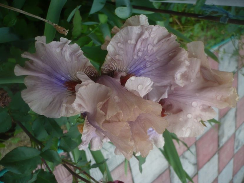 P1480435 - GRADINA 2021-2