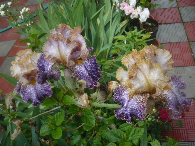 P1480486 - GRADINA 2021-2