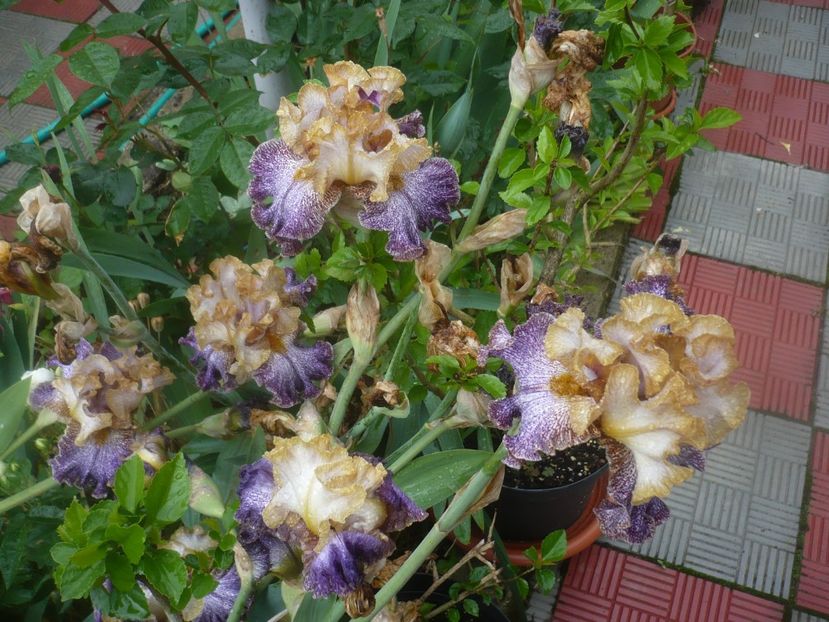 P1480487 - GRADINA 2021-2