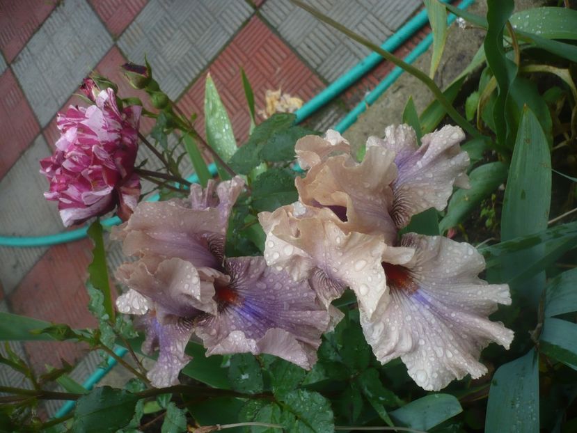 P1480488 - GRADINA 2021-2