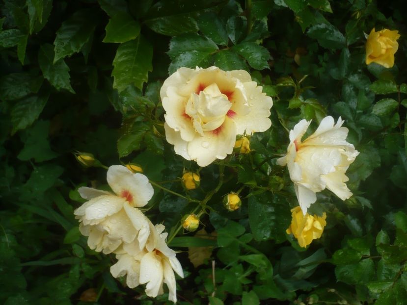 P1480491 - GRADINA 2021-2