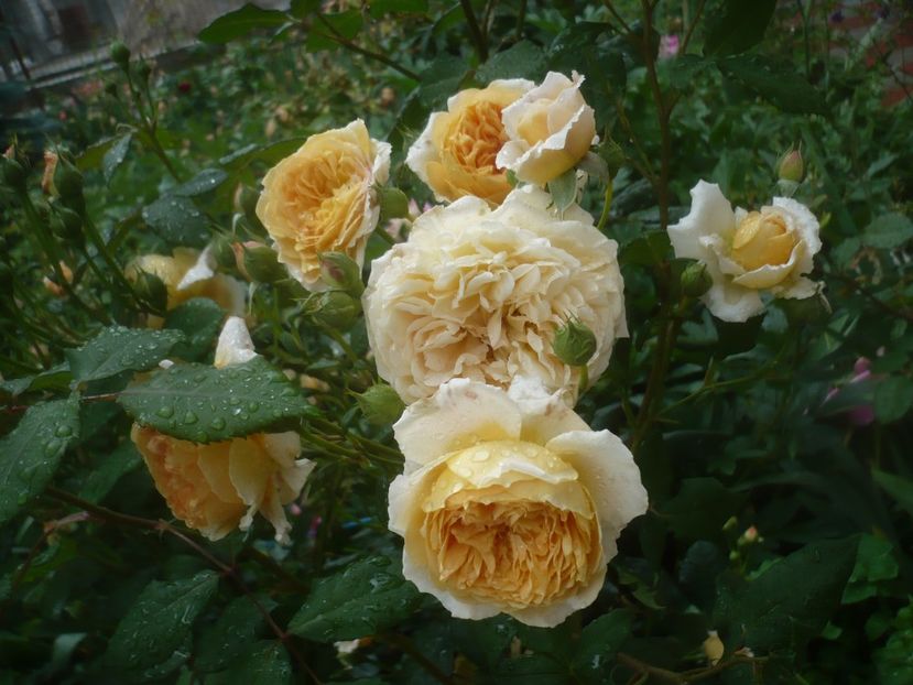 P1480493 - GRADINA 2021-2