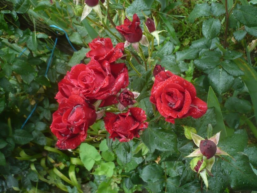 P1480495 - GRADINA 2021-2