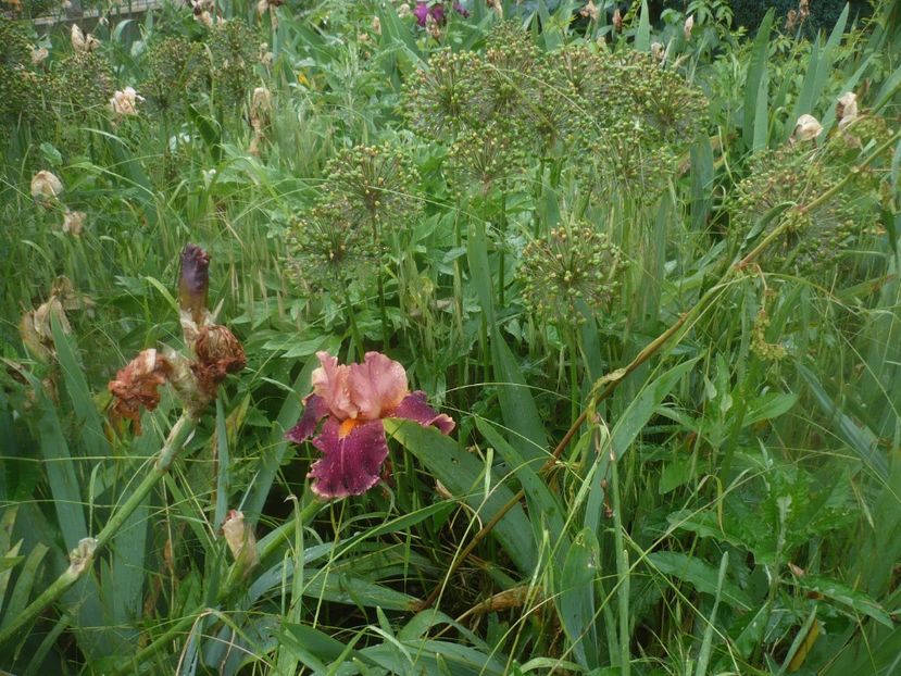 P1480496 - GRADINA 2021-2