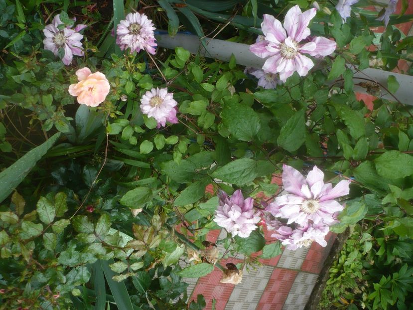 P1480497 - GRADINA 2021-2