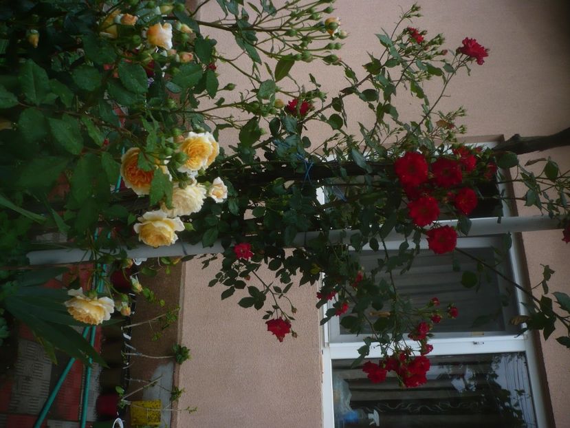 P1480498 - GRADINA 2021-2