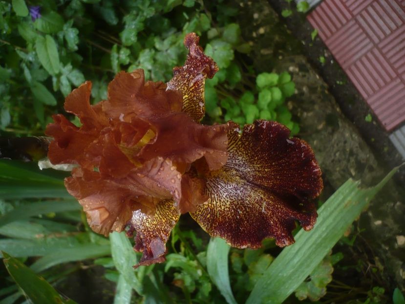 P1480500 - GRADINA 2021-2