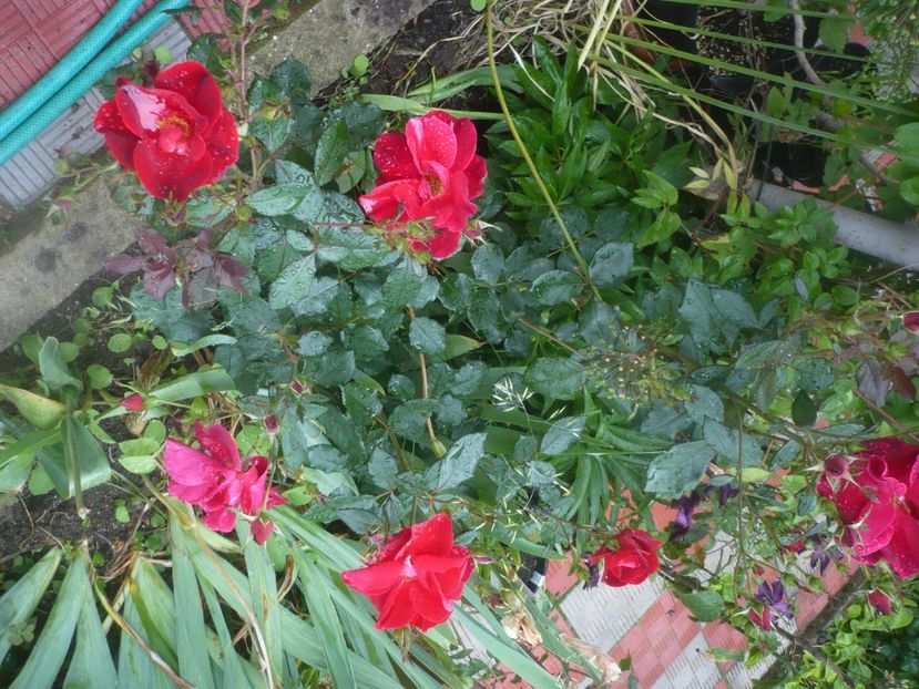 P1480502 - GRADINA 2021-2