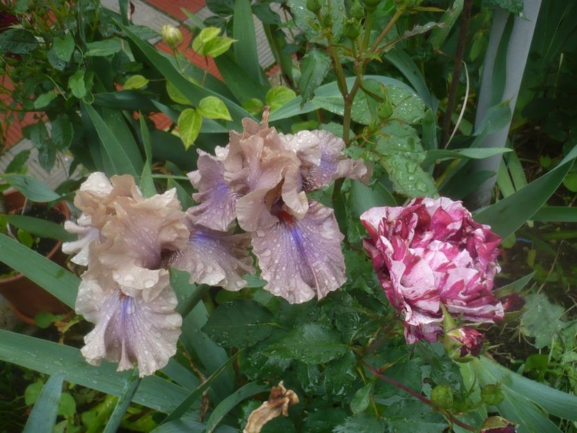 P1480503 - GRADINA 2021-2