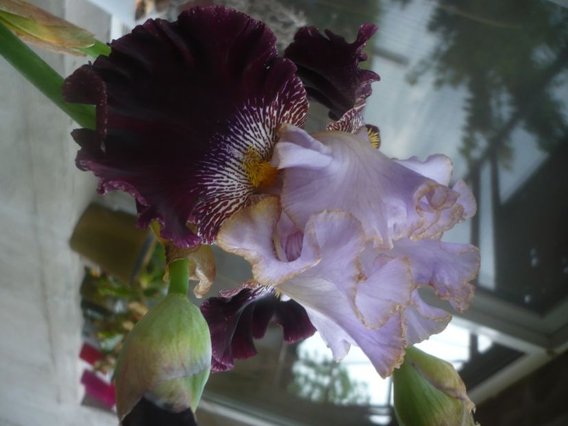 P1480505 - GRADINA 2021-2