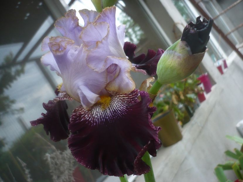 P1480506 - GRADINA 2021-2