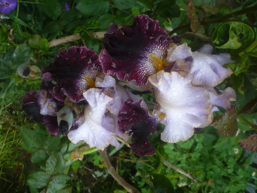 P1480481 - GRADINA 2021-2