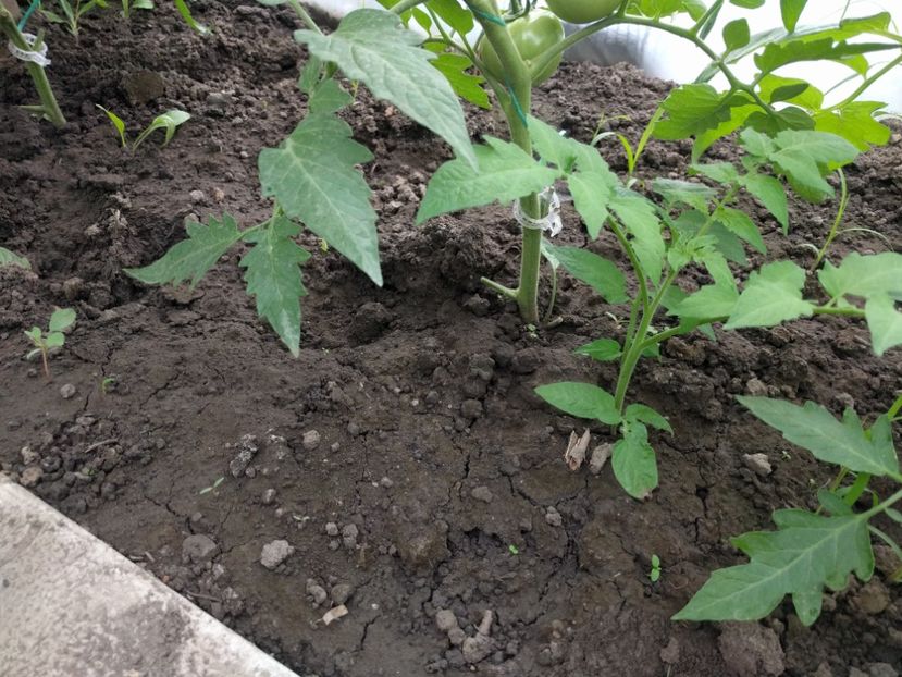 Tomata plantata din copil - Tomate 2021 soiuri si hibrizi