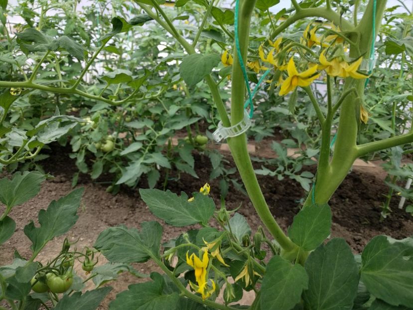 Rila f1 - Tomate 2021 soiuri si hibrizi