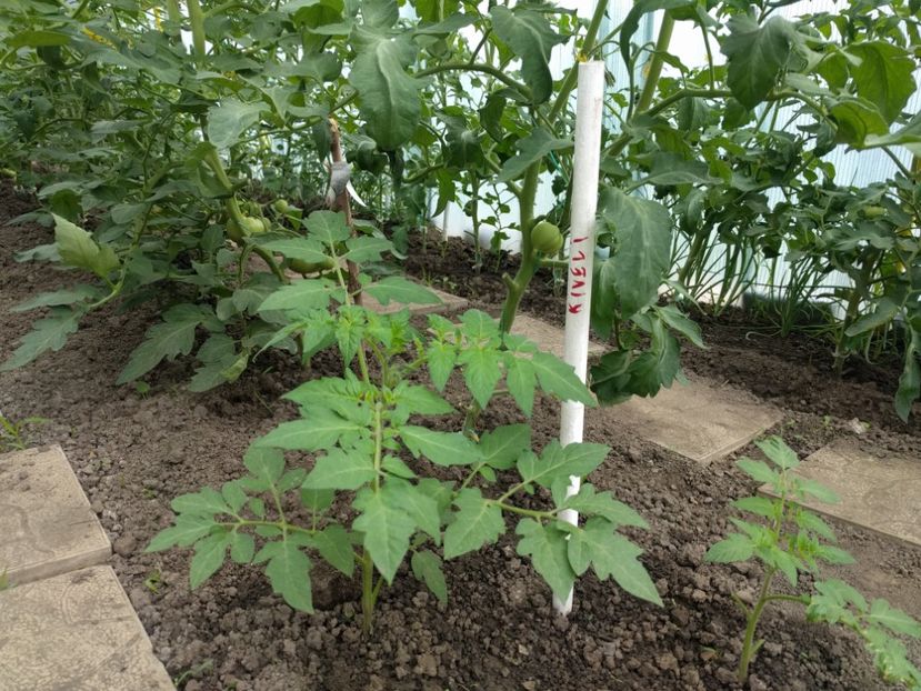 Kiveli f1 - Tomate 2021 soiuri si hibrizi