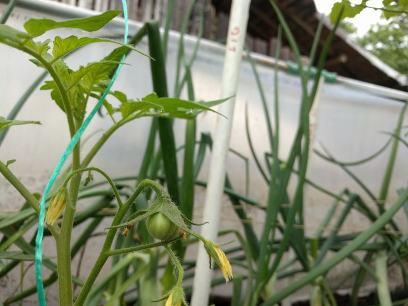 Liguria f1 - Tomate 2021 soiuri si hibrizi
