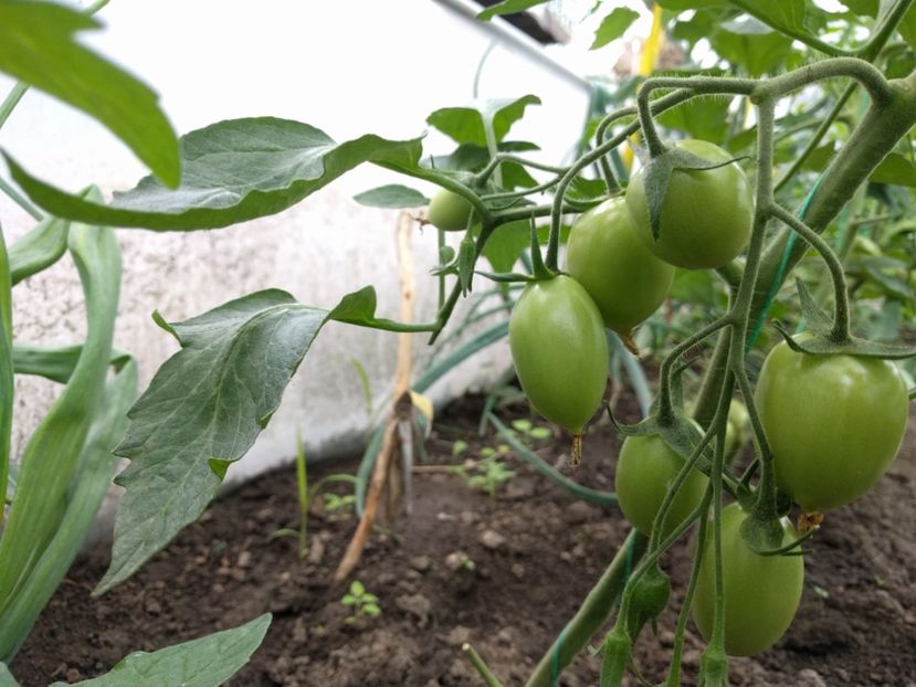 Policarpo f1 - Tomate 2021 soiuri si hibrizi