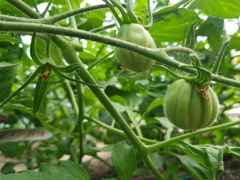 D Albenga - Tomate 2021 soiuri si hibrizi