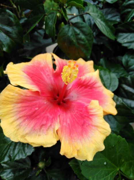  - HIBISCUS 2021