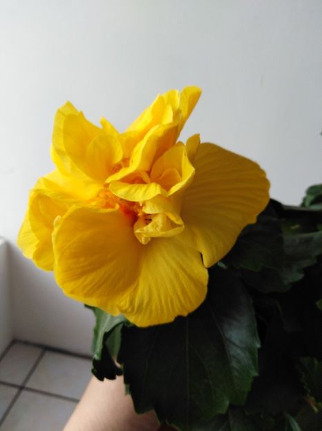  - HIBISCUS 2021