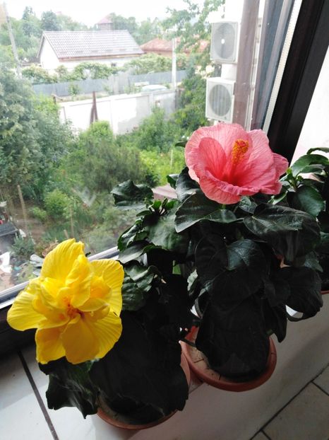  - HIBISCUS 2021