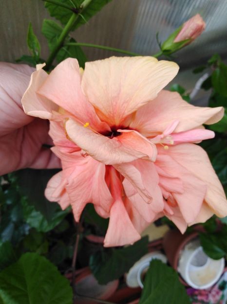  - HIBISCUS 2021