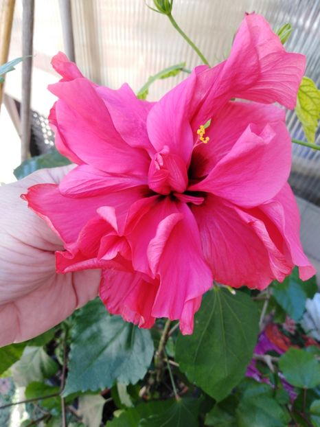  - HIBISCUS 2021
