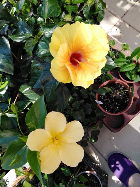  - HIBISCUS 2021