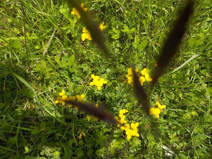  - Natura cu frumusetile ei