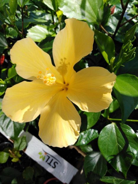  - HIBISCUS 2021