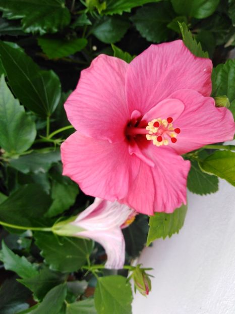  - HIBISCUS 2021