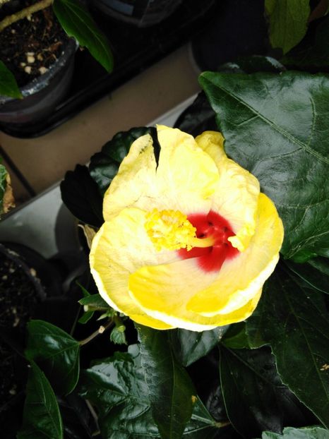  - HIBISCUS 2021