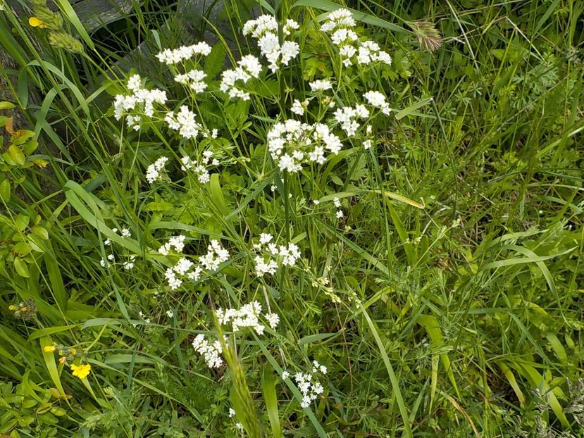  - Natura cu frumusetile ei