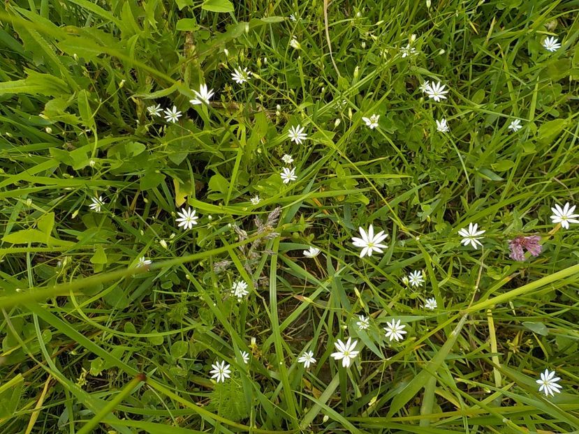  - Natura cu frumusetile ei