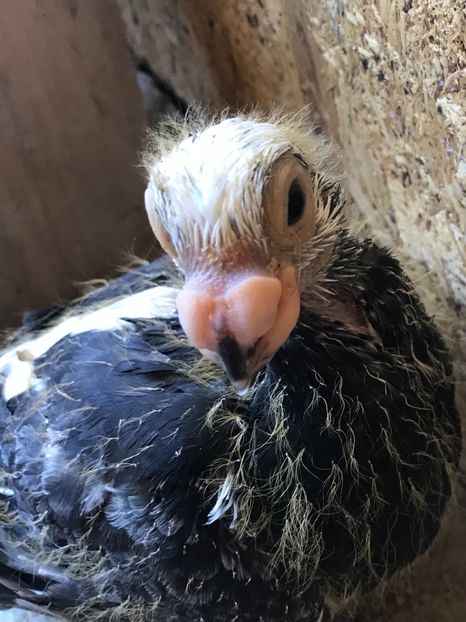 BA533040-9981-4F42-8D2F-2B344FCDCD6C - Tineret 2021