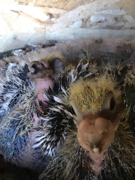 F6EB578E-C2D3-41EB-B168-70E268828839 - Tineret 2021