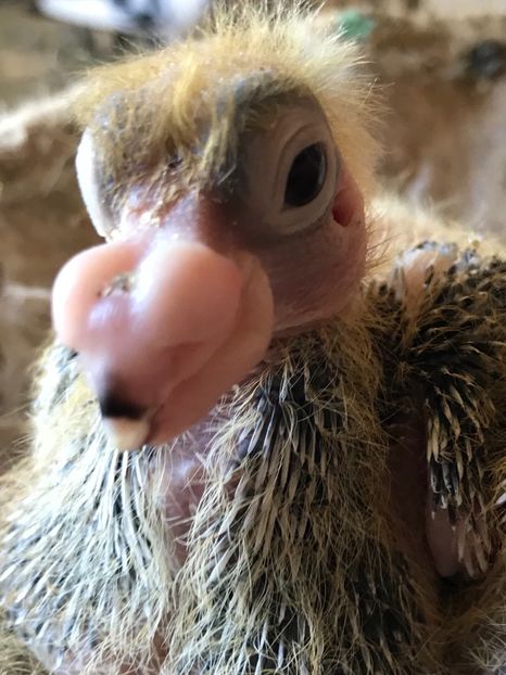 66D7BDCE-7EDE-4AEC-91E9-E9F98FC3D6B1 - Tineret 2021