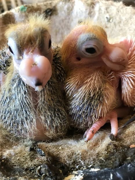 51525952-31A2-4177-950A-2A0728E9D7F4 - Tineret 2021