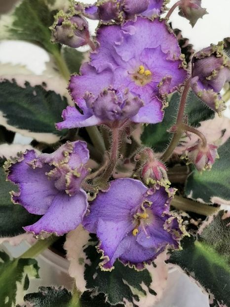 N - Charoit - N - Charoit