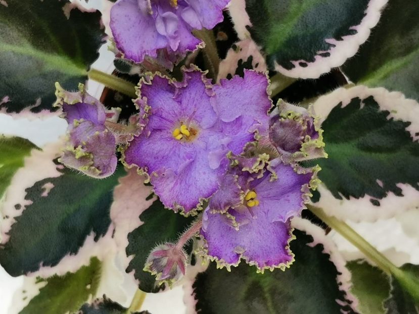 N - Charoit - N - Charoit