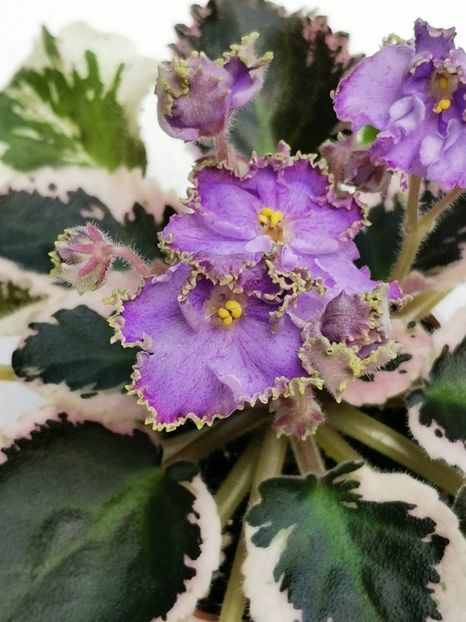 N - Charoit - N - Charoit